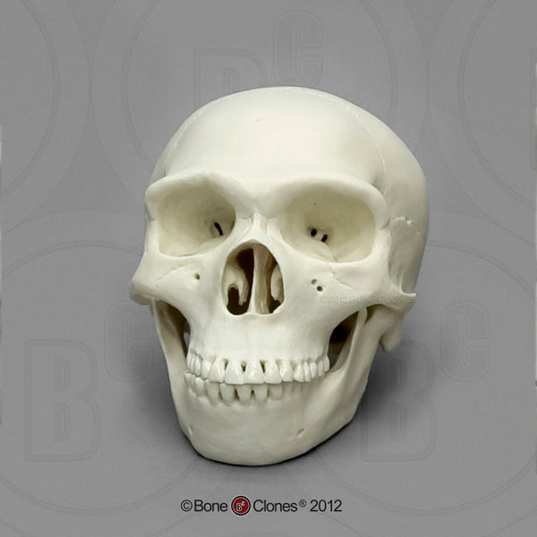 1/2 scale Set of 7 Primate Model Skulls #KAM-SET-7