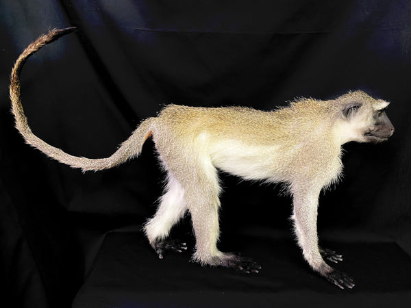 Vervet Monkey Taxidermy - Chlorocebus pygerythrus