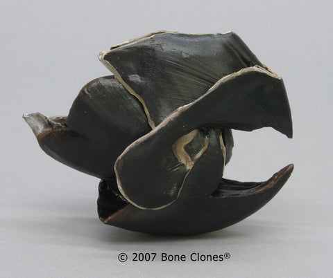 Giant Squid Beak Cast Replica - Architeuthis dux #KO-222