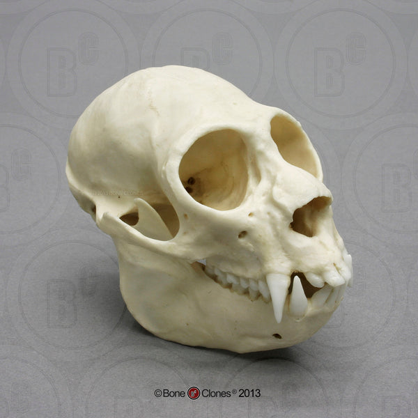 Monkey Skull (Saki Monkey) Cast Replica - Pithecia pithecia #BC-304