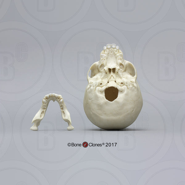 Gorilla Skull (Western Lowland - infant) Cast Replica - Gorilla gorilla #BC-339