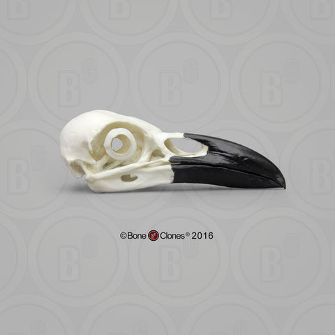 Raven Skull (Common Raven) Cast Replica - Corvus corax #BC-074
