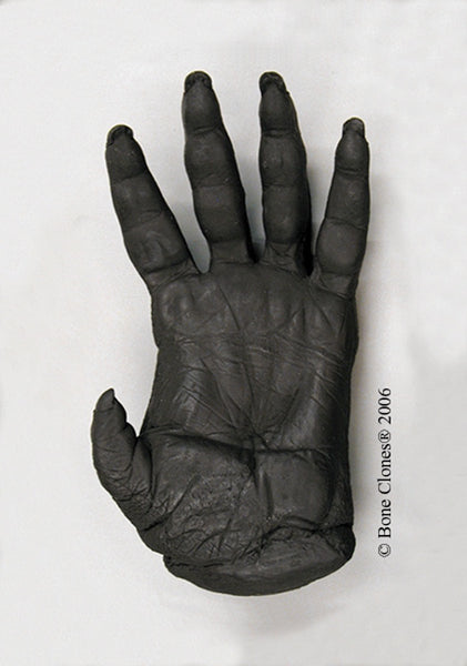 Orangutan left Hand (Sumatran - male) Life Cast Replica - Pongo abelii #LC-07