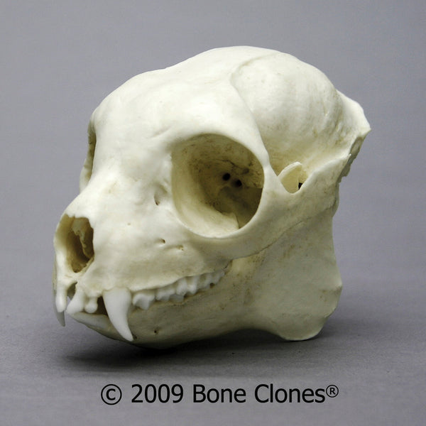 Lemur Skull (Sifaka) Cast Replica - Propithecus verreauxi #BC-284
