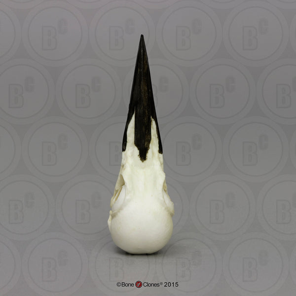 Woodpecker Skull (Pileated Woodpecker) Cast Replica - Dryocopus pileatus #BC-112