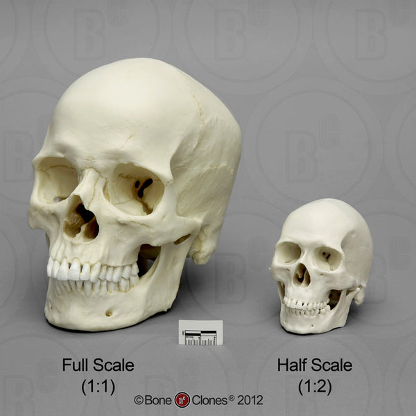 1/2 scale Set of 7 Primate Model Skulls #KAM-SET-7