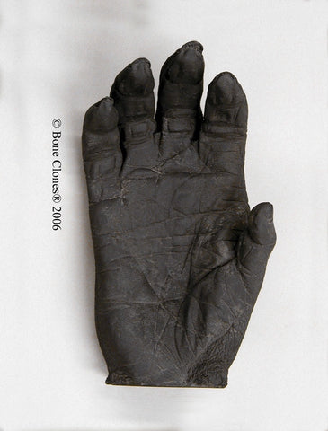 Gorilla right Hand (Western Lowland - male) Life Cast Replica - Gorilla gorilla #LC-01