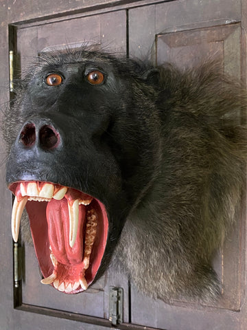 Chacma Baboon Taxidermy - Papio ursinus