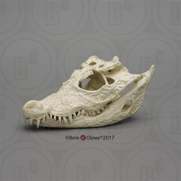 Crocodile Skull (Dwarf Crocodile) Cast Replica - Osteolaemus tetraspis #BC-009