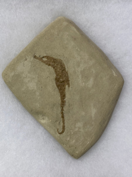 Seahorse Fossil 3&3/4”L - Hippocampus ramulosus