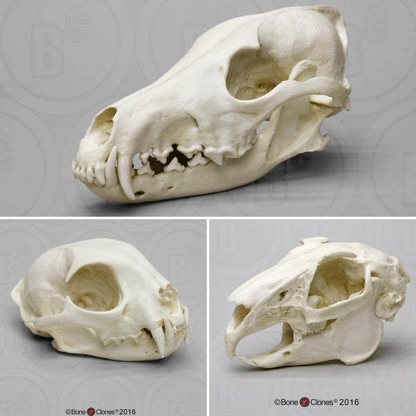 Predator - Prey Comparison Economy Skull Set Cast Replicas - #COMP-142