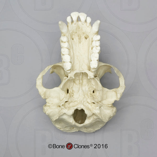 Chimpanzee Skull (male) Cast Replica - Pan troglodytes #BC-003