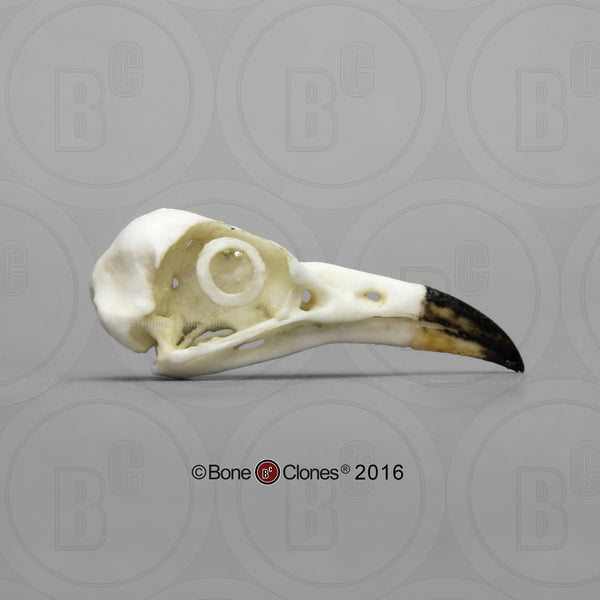 Cuckoo Skull (Yellow-billed Cuckoo) Cast Replica - Coccyzus americanus #BC-169