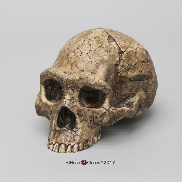 Homo erectus economy Cast Replica Skull #BH-005-EC