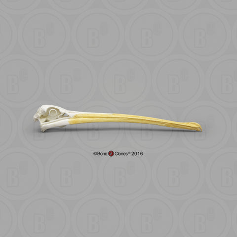 Pelican Skull (American White Pelican) Cast Replica - Pelecanus erythrorhynchos #BC-065