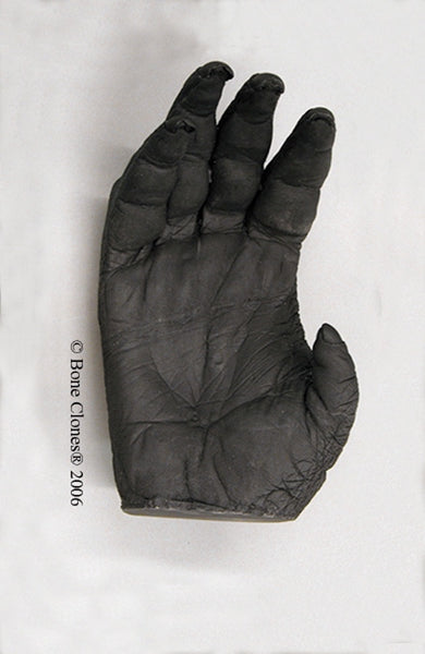 Orangutan right Hand (Sumatran - male) Life Cast Replica - Pongo abelii #LC-04