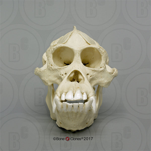 Orangutan Skull (Bornean - male) Cast Replica - Pongo pygmaeus #BC-002B