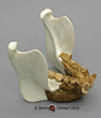 Gigantopithecus blacki Cast Replica Jaw Reconstruction #BC-140-J