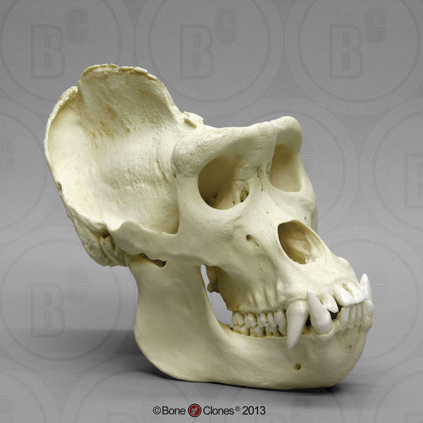 Gorilla Skull (Western Lowland - XL male) Cast Replica - Gorilla gorilla #BC-036