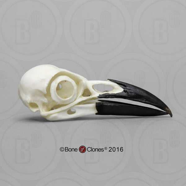 Crow Skull (American Crow) Cast Replica - Corvus brachyrhynchos #BC-075