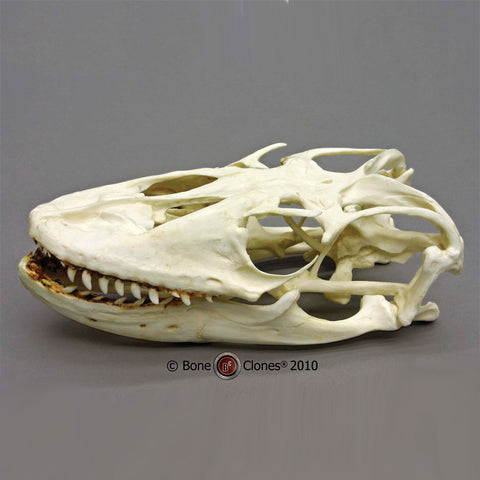 Lizard Skull (Komodo Dragon) Cast Replica - Varanus komodoensis #BC-027