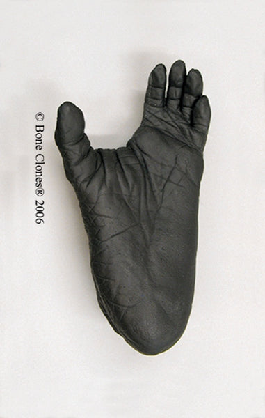 Gorilla left Foot (Western Lowland - female) Life Cast Replica - Gorilla gorilla #LC-10