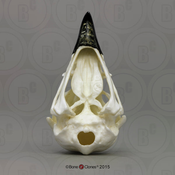 Osprey Skull (Western Osprey) Cast Replica - Pandion haliaetus #BC-166