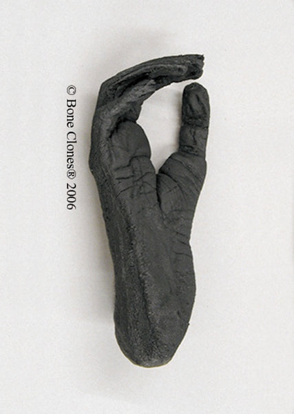 Gibbon (White-handed) Foot Life Cast Replica - Hylobates lar #LC-14