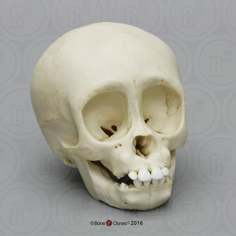Gorilla Skull (Western Lowland - infant) Cast Replica - Gorilla gorilla #BC-339