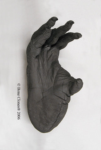 Orangutan right Foot (Sumatran - male) Life Cast Replica - Pongo abelii #LC-08