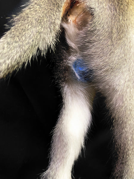 Vervet Monkey Taxidermy - Chlorocebus pygerythrus