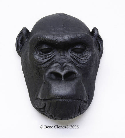 Gorilla Head (Western Lowland - female) Life Cast Replica - Gorilla gorilla #LC-25