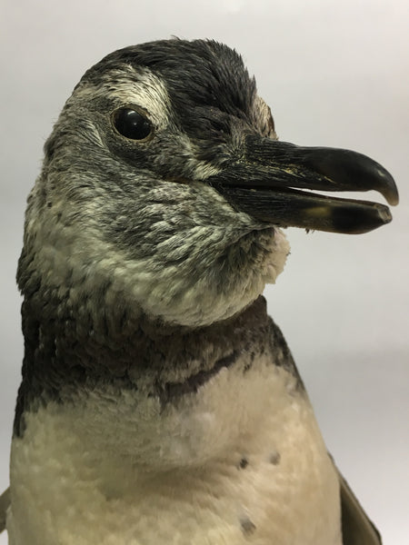 Magellanic Penguin Taxidermy - Spheniscus magellanicus