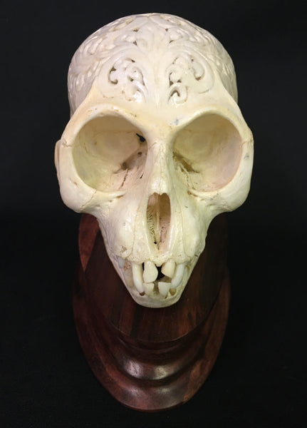 Hand-Carved Monkey Skull - Macaca fascicularis