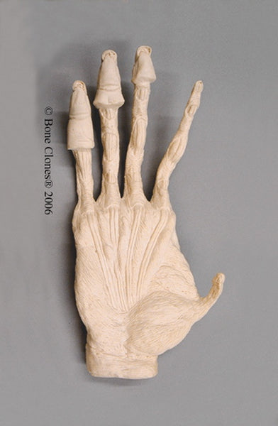 Orangutan right Hand Muscle (Sumatran - male) Life Cast Replica - Pongo abelii #LC-16