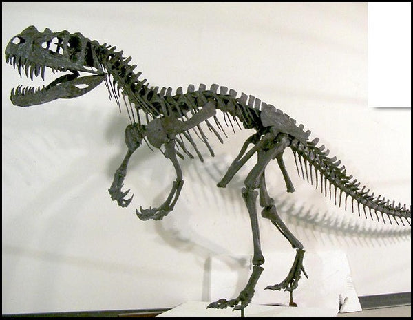 Ceratosaurus Trophy Mount