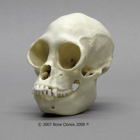 Monkey Skull (Black Spider Monkey) Cast Replica - Ateles paniscus #BC-265