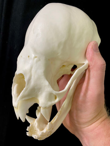 Bat Skull (Vampire Bat) XL 8:1 Scale Cast Replica - Desmodus rotundus #TSBC-333