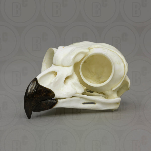 Owl Skull (Great Horned Owl) Cast Replica - Bubo virginianus #BC-072