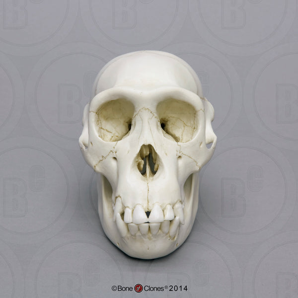 Chimpanzee Skull (juvenile) Cast Replica - Pan troglodytes #BC-325