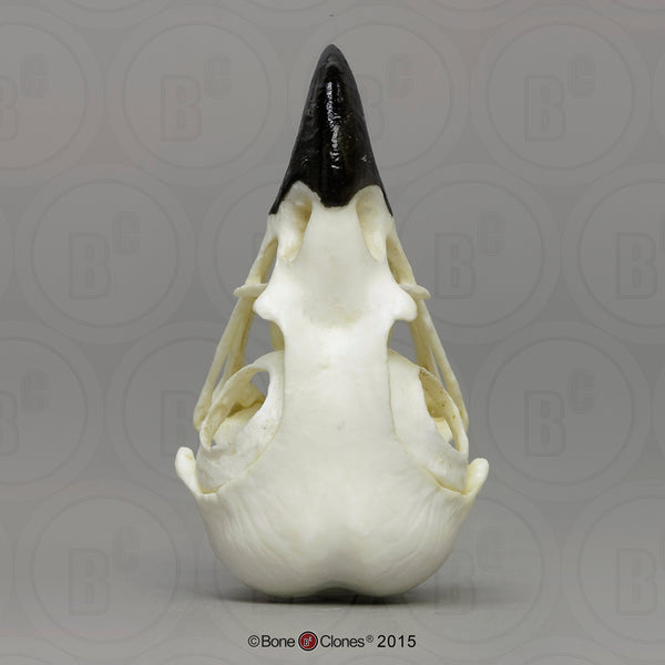 Osprey Skull (Western Osprey) Cast Replica - Pandion haliaetus #BC-166