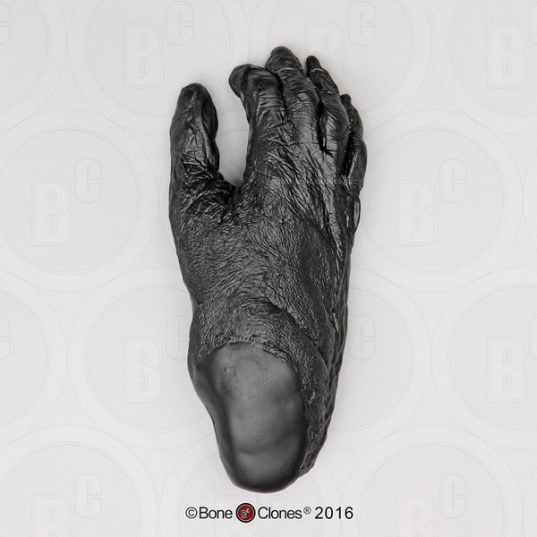 Bonobo Foot Life Cast Replica - Pan paniscus #LC-29