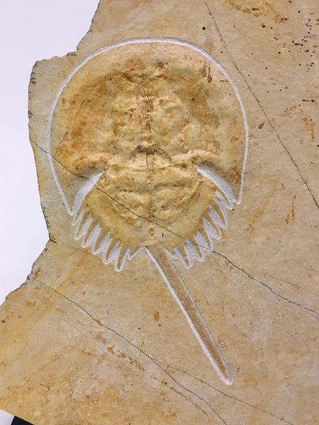 Horsehoe Crab Fossil 5&1/2" - Mesolimulus walchi