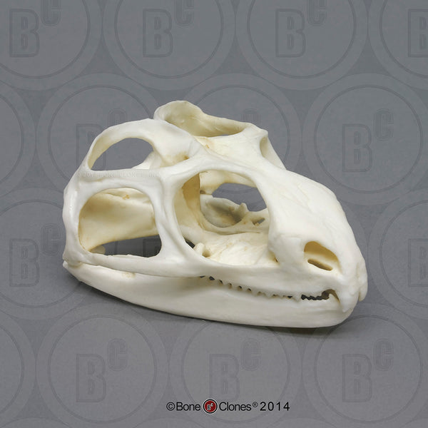 Tuatara Skull Cast Replica - Sphenodon punctatus #BC-028