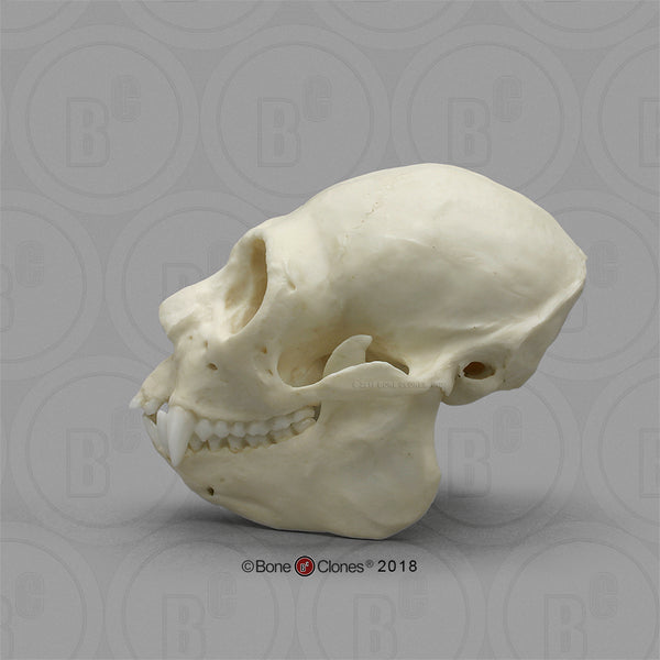 Monkey Skull (Saki Monkey) Cast Replica - Pithecia pithecia #BC-304