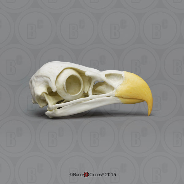 Eagle Skull (Bald Eagle) Cast Replica - Haliaeetus leucocephalus #BC-068