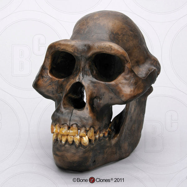 Australopithecus afarensis Model Skull #BH-001