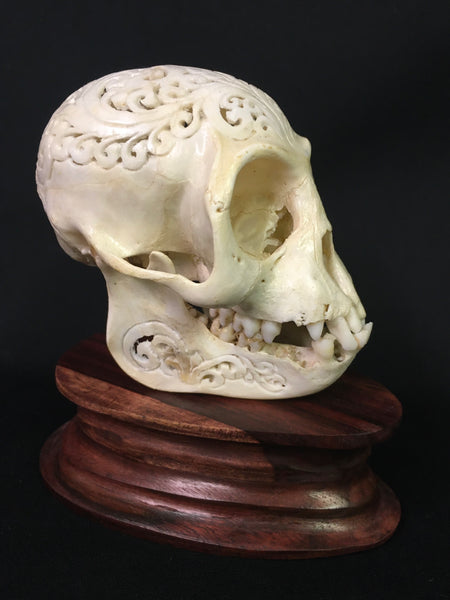 Hand-Carved Monkey Skull - Macaca fascicularis