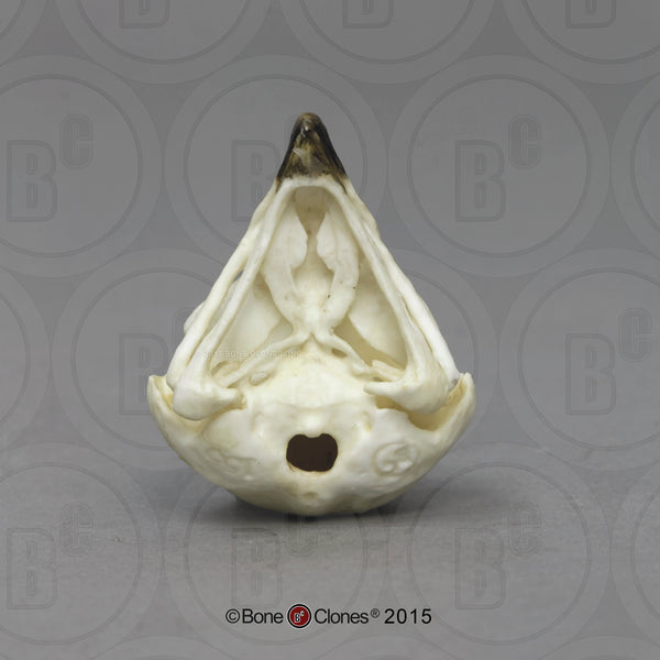 Owl Skull (Burrowing Owl) Cast Replica - Strix varia #BC-155