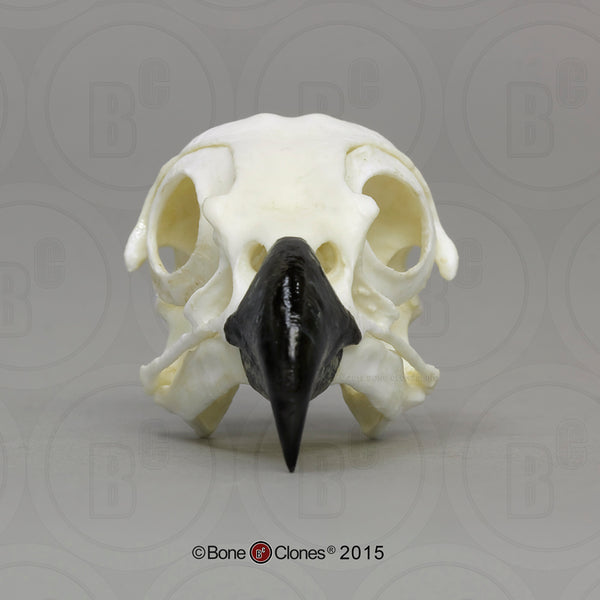 Osprey Skull (Western Osprey) Cast Replica - Pandion haliaetus #BC-166
